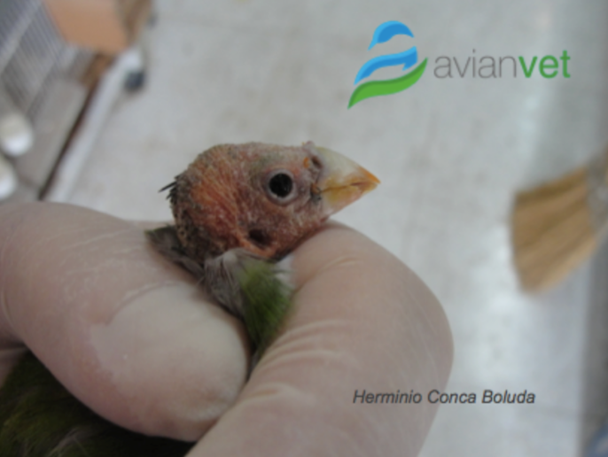 Lesiones En Piel Y Plumas Aviantecnic Tienda Online Ornitologia