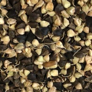 Germix Grano Sarraceno