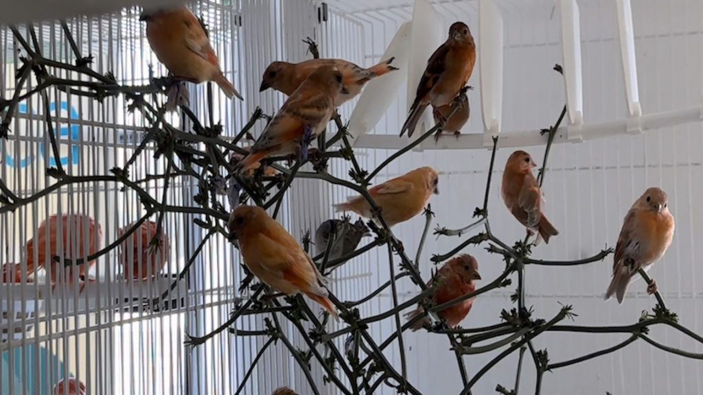 Beneficios de la fibra en la dieta de pichones y pájaros adultos usando plantas silvestres como la ortiga.