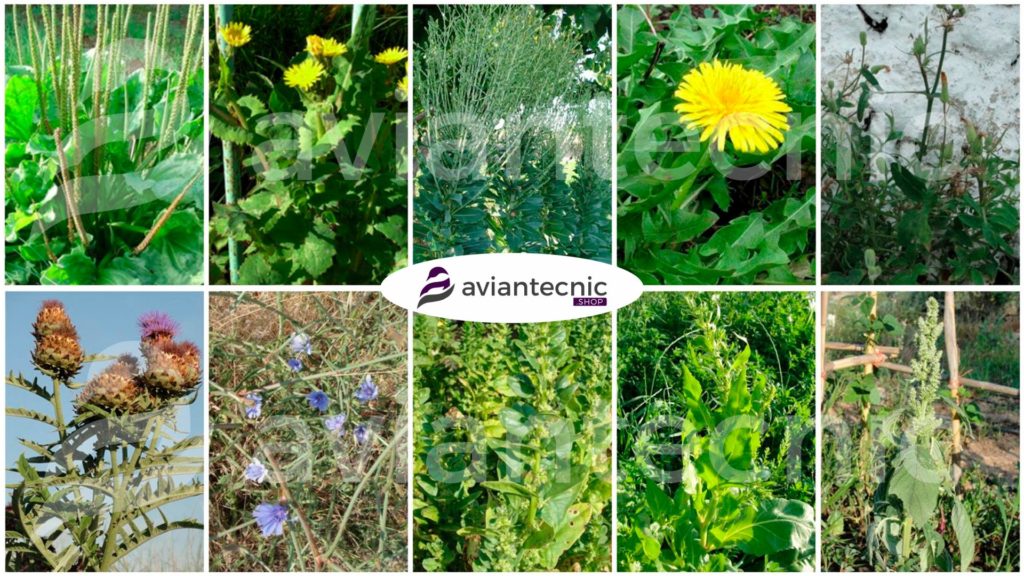 Selección de plantas silvestres (diente de león, llantén, cerrajas) ricas en fibra para canarios y jilgueros.