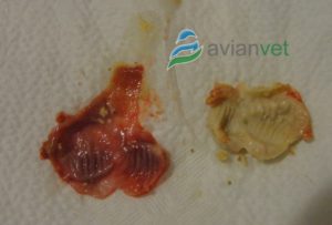 Daño en molleja por levadura gástrica aviar (LGA) en un canario. Megabacterias y desprendimiento de lámina de koilina.