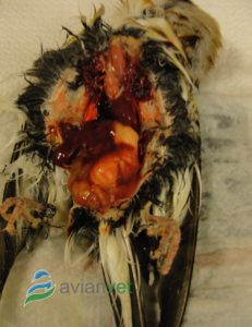 Megabacterias en aves: necropsia mostrando daño en proventrículo de jilguero. Síntomas de Macrorhabdus ornitogaster en ornitología.