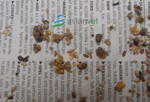 Síntomas de megabacterias en periquitos: Heces con semillas sin digerir. Diagnóstico de levadura gástrica aviar en aves.