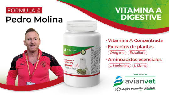 vitamina a canarios blancos