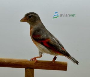 Cardenalita pastel