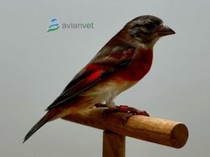 cardenalita diluida