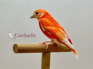 cardenalito isabela diluido