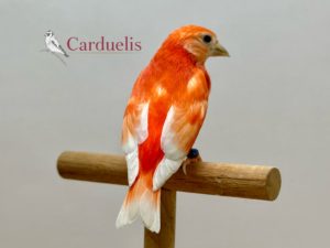 cardenalito bruno pastel diluido