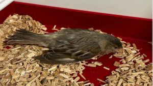 Síndrome vagal pájaros y inmovilidad tónica pájaros explican por qué algunos pájaros se mueren en la mano muda al manipularlos.