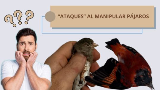 Prevenir ataques al manipular aves en la muda con una buena técnica de sujeción.