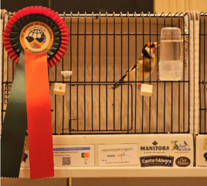 Jilguero mayor campeón del mundo del aviario de Moisés Silva