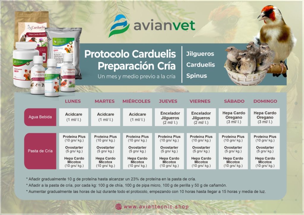 Calendario y protocolo de preparación para la cría de jilgueros y fauna europea utilizando Encelador Carduelis durante las 6 semanas previas.