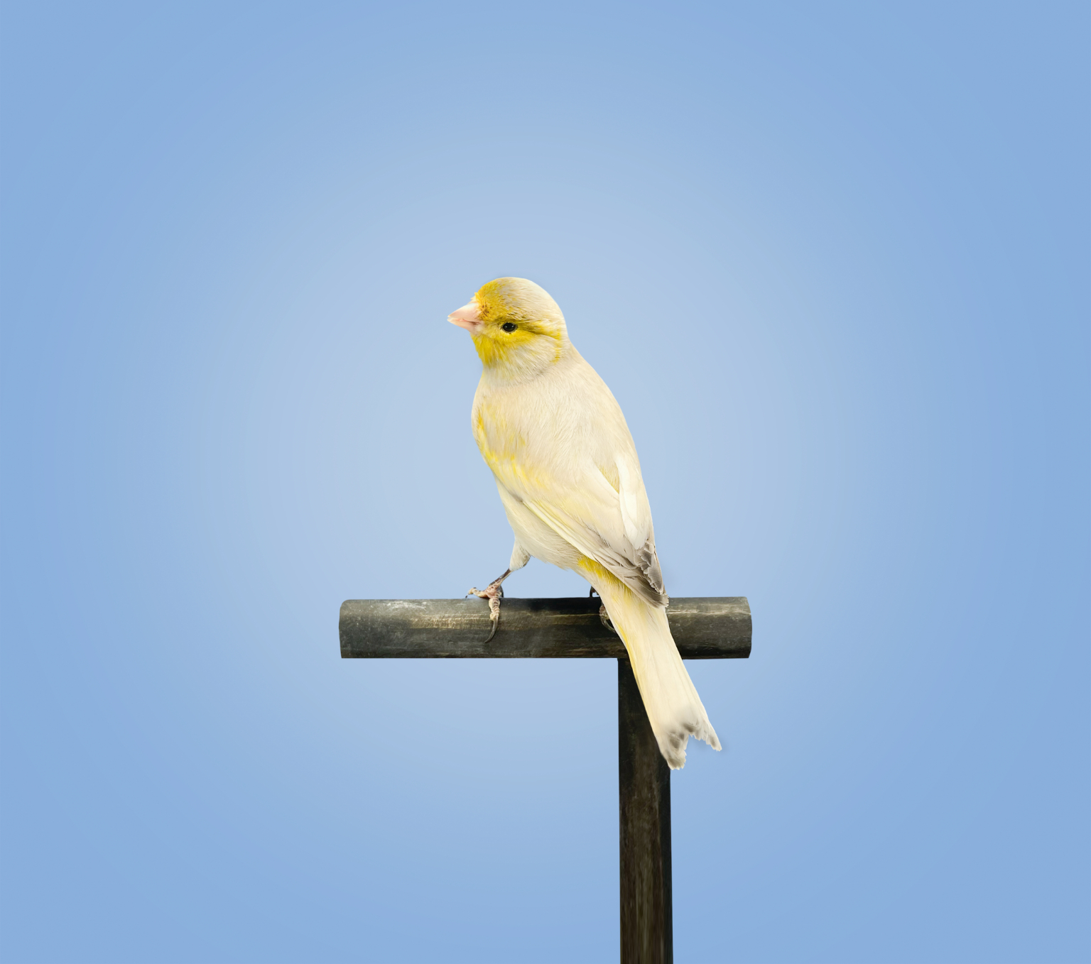 Evolución del plumaje del Canario Negro Perla desde el nacimiento y la muda juvenil hasta la estabilización de la melanización en la fase adulta.