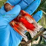 Cardenalito pastel alas grises óptimo con equilibrio entre rojo intenso y reducción melánica gris frío.