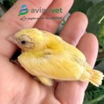 Cardenalito bruno pastel diluido sílice
