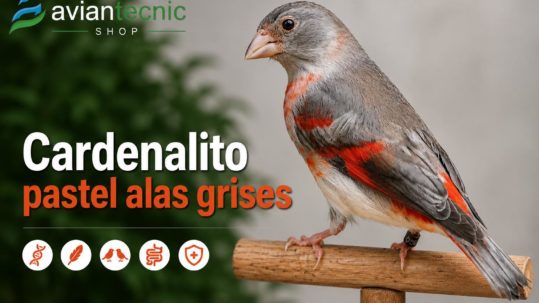 Guía completa del cardenalito de Venezuela pastel alas grises analizando si es una mutación nueva o una línea seleccionada, su hipótesis genética, estándar del fenotipo y salud intestinal con probióticos Aviantecnic.