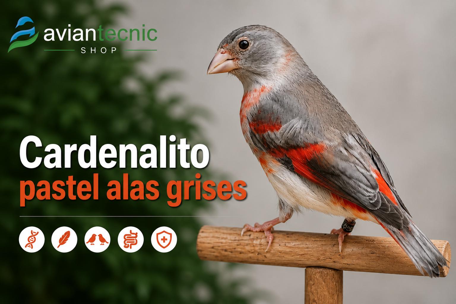 Guía completa del cardenalito de Venezuela pastel alas grises analizando si es una mutación nueva o una línea seleccionada, su hipótesis genética, estándar del fenotipo y salud intestinal con probióticos Aviantecnic.