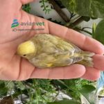 Cabecita negra dilución sudamericana