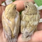 Híbridos: Derecha verderon x canaria ala gris. Izquierda cardenalito ala gris