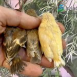 Cardenalitos: Topacio, bruno topacio e isabela topacio