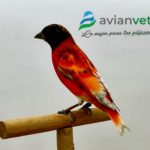Ejemplar de cardenalito de Venezuela con plumaje rojo intenso tras una correcta muda en aviario