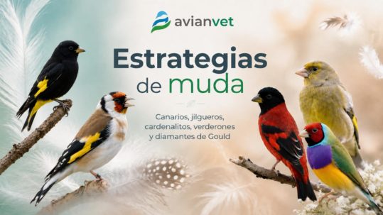strategias de nutrición y manejo para una correcta muda en canarios de aviario